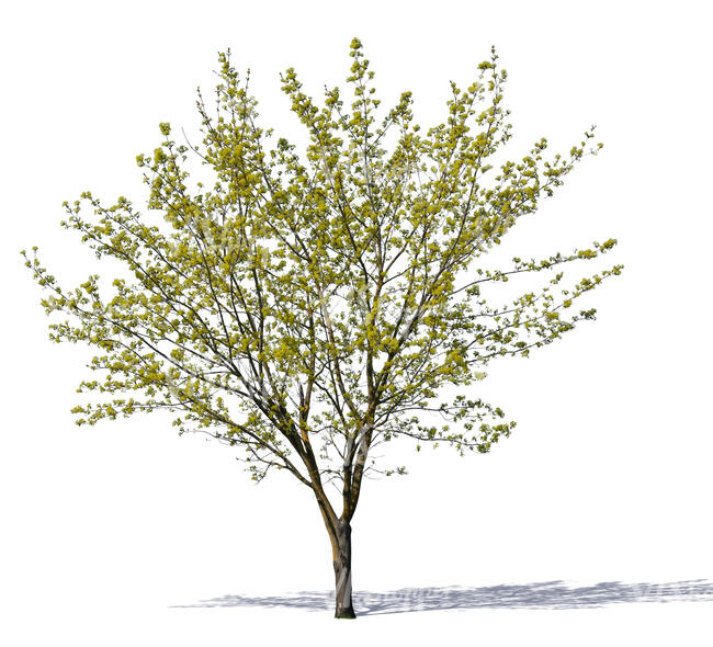 medium size tree with small sprouting leaves