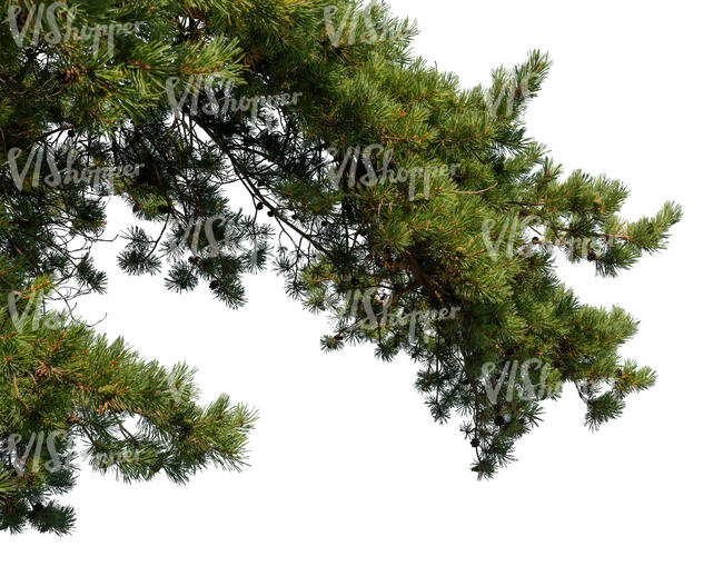 cut out pine branch