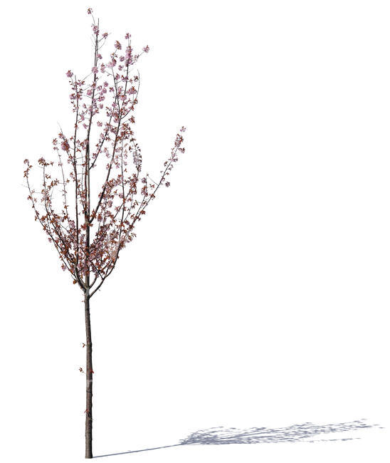 small blooming cherry with pink blossoms