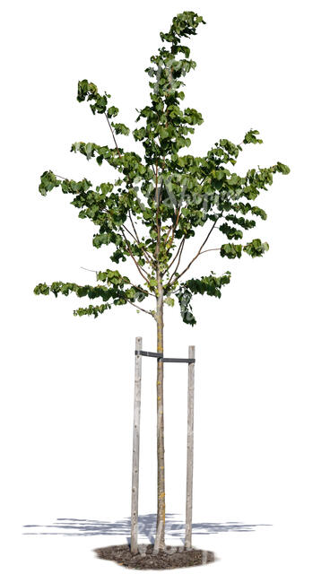 small linden tree with a support crate