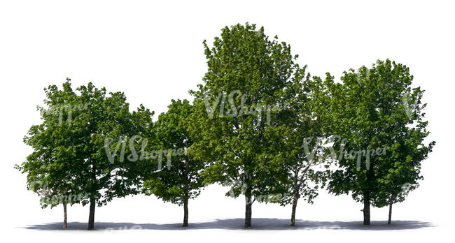 group of many maple trees