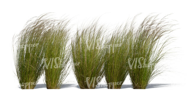 cut out row of ornamental grass tufts in sunlight