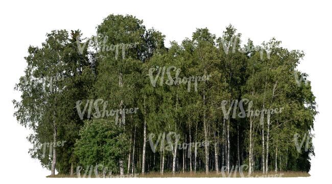 cut out grove of birches