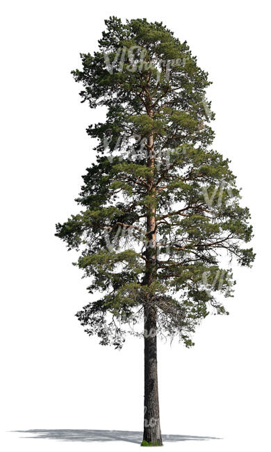 cut out tall pine tree