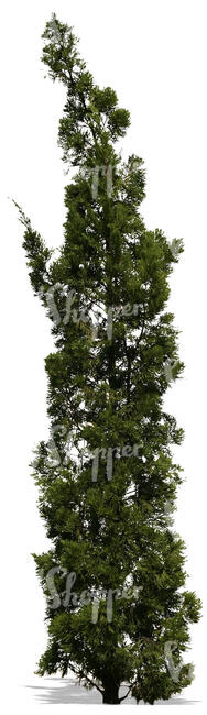 cut out tall cypress