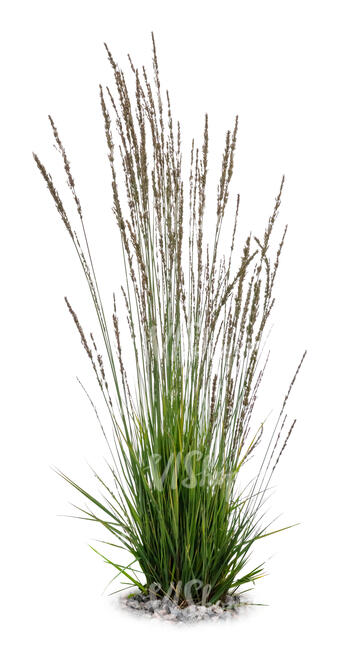 cut out tuft of ornamental grass in a shade