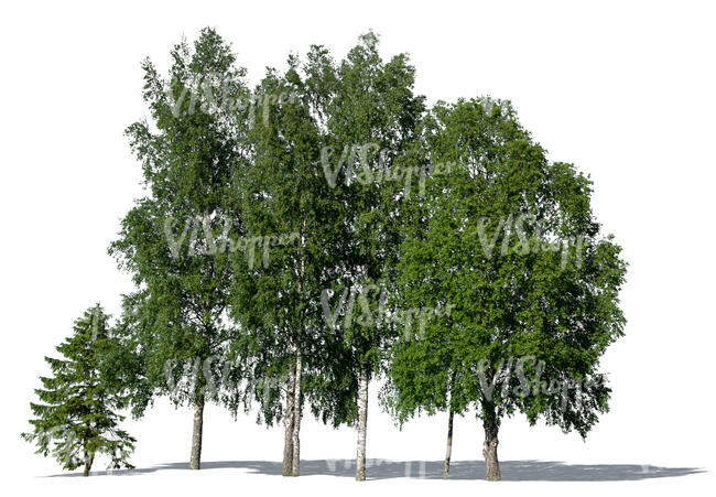 cut out group of tall trees