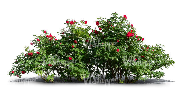 cut out rose bush with red blossoms