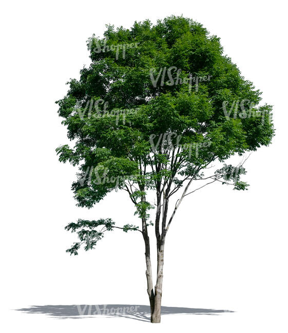 cut out ash tree