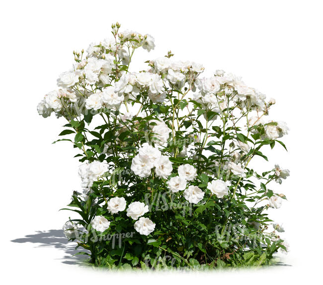cut out blooming rose bush with white blossoms