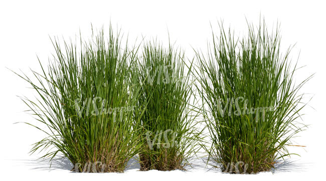 three cut out ornamental grass tufts