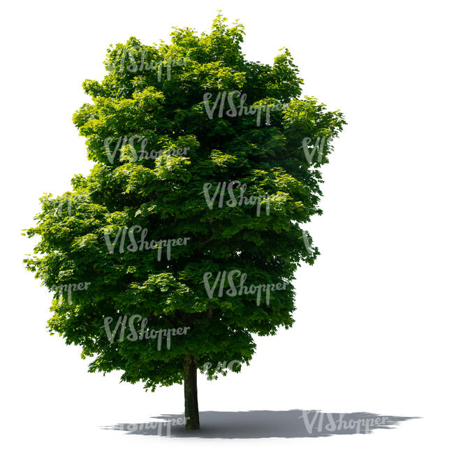 cut out large thick maple tree