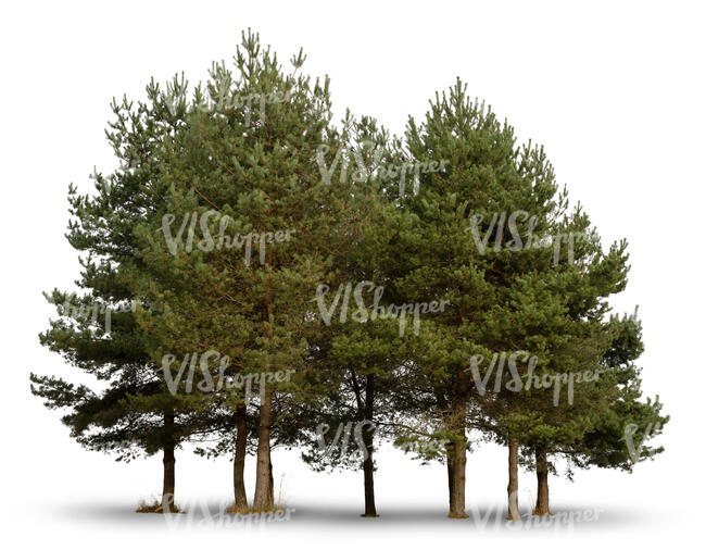 cut out group of small pine trees