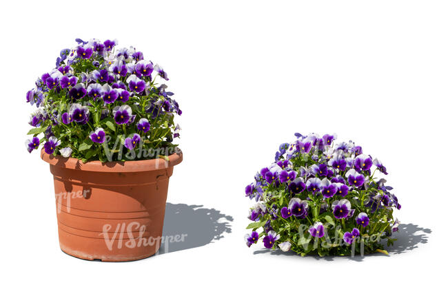 cut out pot of blooming garden pansies