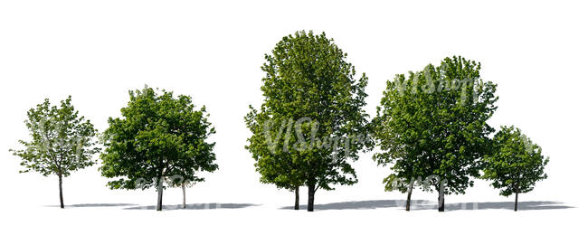 group of different size maple trees