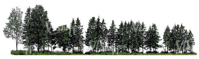 cut out sidelit group of spruces