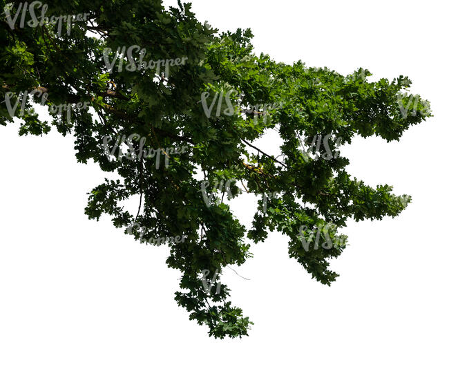 cut out oak tree branch