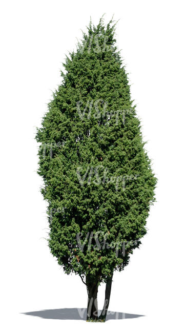 cut out common juniper