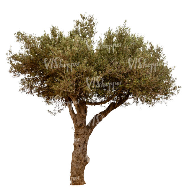 cut out Olea europaea