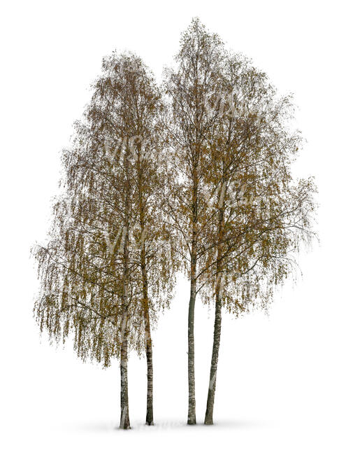 cut out group of birch trees in autumn