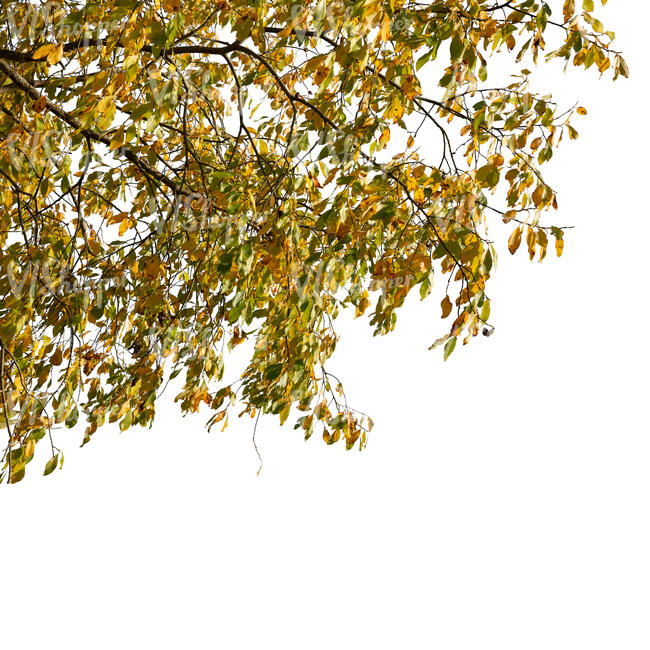 cut out branch of a tree with yellow autumn leaves