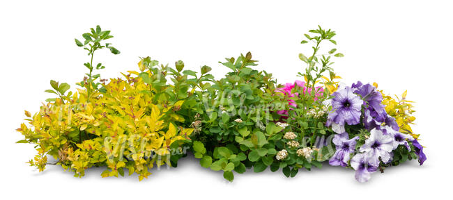 cut out flowerbed with different plants