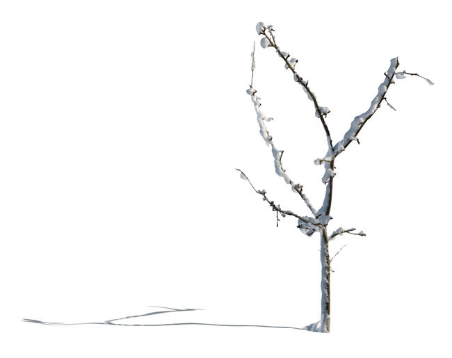 cut out small bare tree with snow in winter