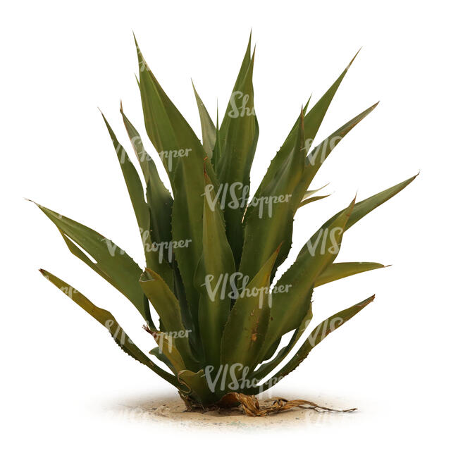 cut out small tropical plant