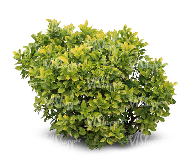 cut out small light green bush