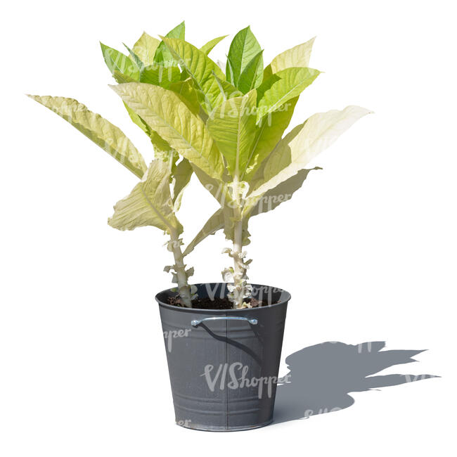 cut out potted plant with big light green leaves