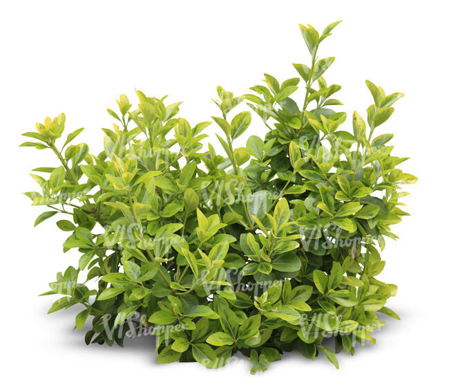 cut out small light green plant