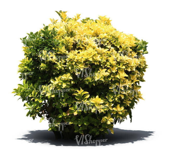 cut out round bush with green and yellow leaves