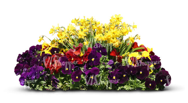 flowerbed with pansies and daffodils