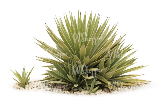 cut out small tropical plant