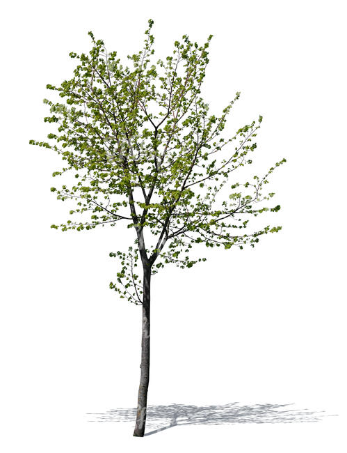 cut out small tree in spring