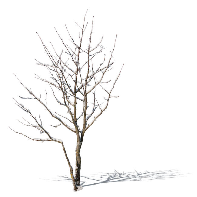 cut out small bare tree covered with snow