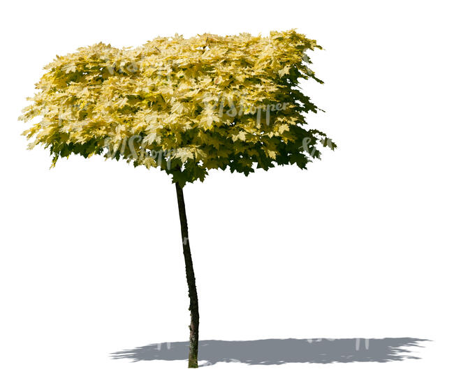 cut out small maple tree