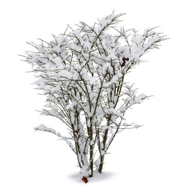 snow covered leafless bush