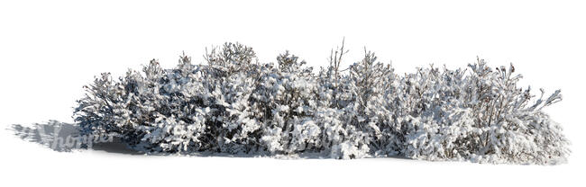 cut out bush covered in snow in sunlight