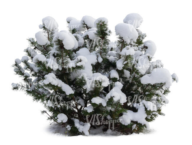 cut out evergreen bush covered with snow
