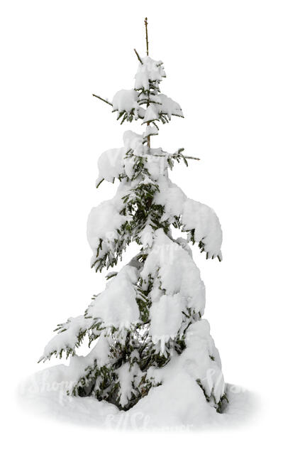 cut out little snow covered spruce