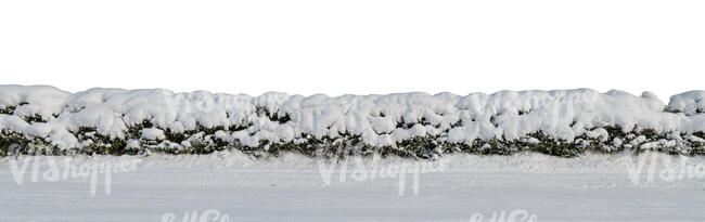 cut out spruce hedge covered with snow
