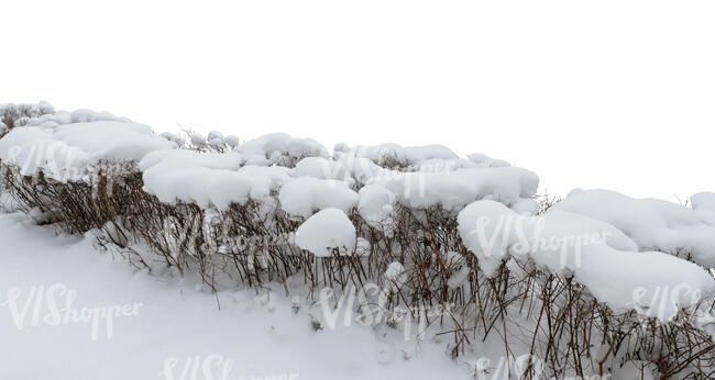 cut out hedge in winter covered with snow