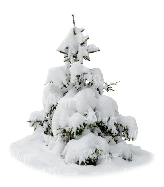 small cut out spruce covered with snow