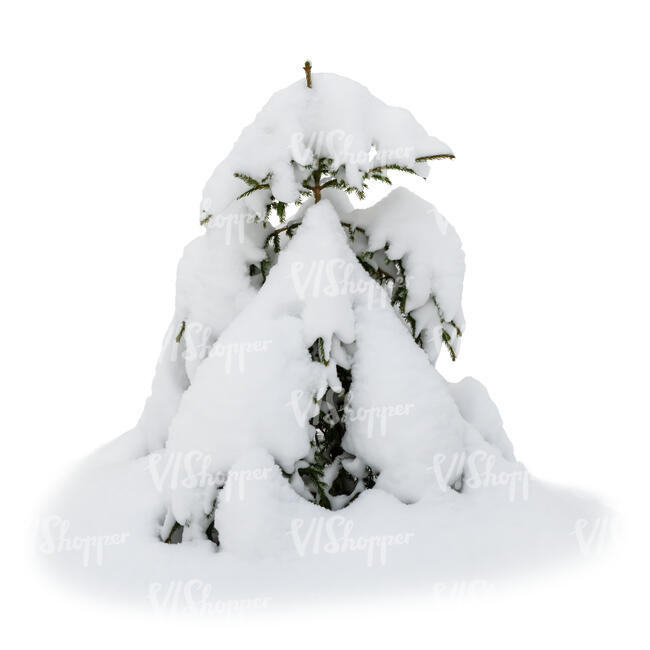 cut out small fir tree covered with thick snow