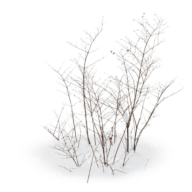 cut out leafless bush in winter