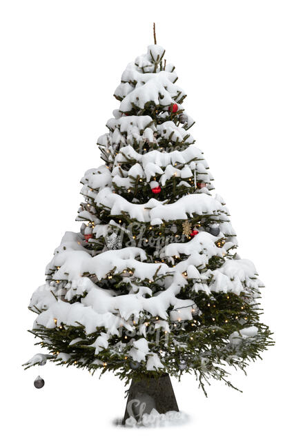 spruce in winter covered with snow and decorations like christmas tree