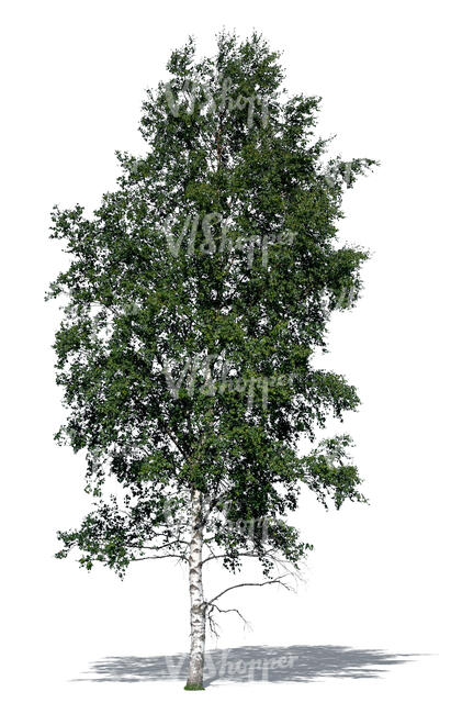 cut out betula pendula