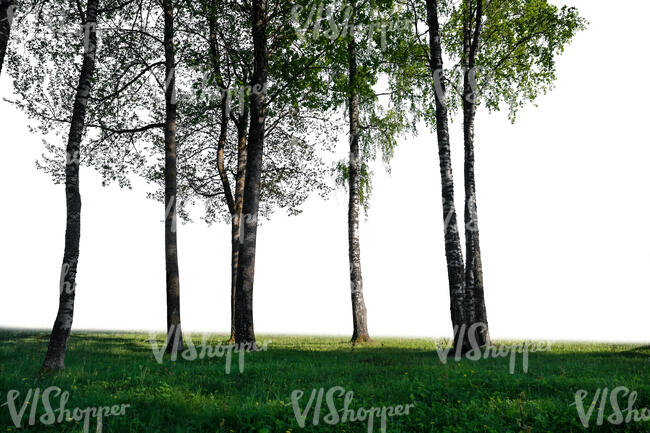 group of trees with trunks in foreground