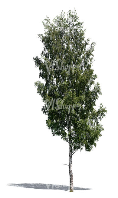 cut out betula pendula or birch